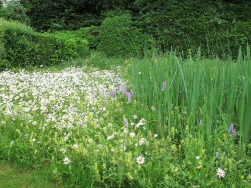 Aldbourne Nature Reserve Meadow