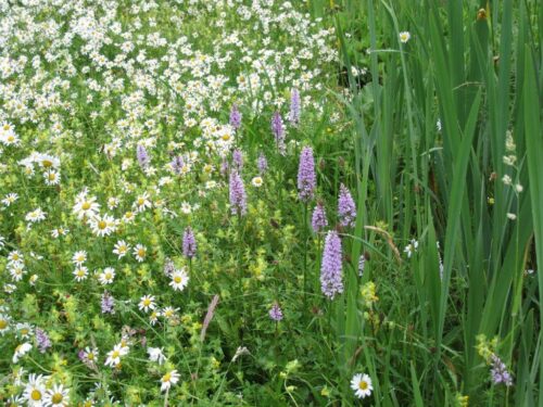 Aldbourne Nature Reserve - meadow